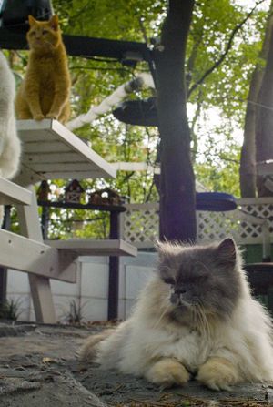 Cat Town, USA's poster