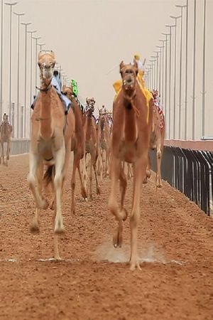 The Camel Race's poster