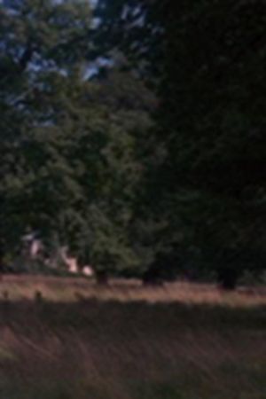 Tree's poster