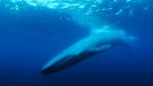 The Loneliest Whale: The Search for 52's poster