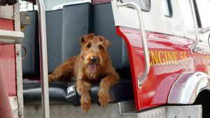 Firehouse Dog's poster