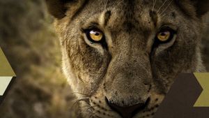 Malika the Lion Queen's poster