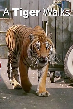 A Tiger Walks's poster