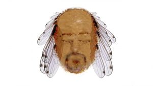 Bill Bailey: Tinselworm's poster