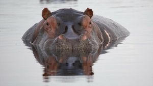 Hippos: Africa's River Giants's poster