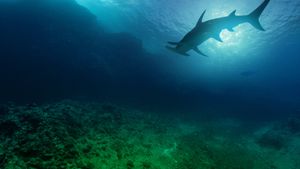 Sharkcano's poster