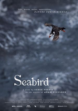 Seabird's poster