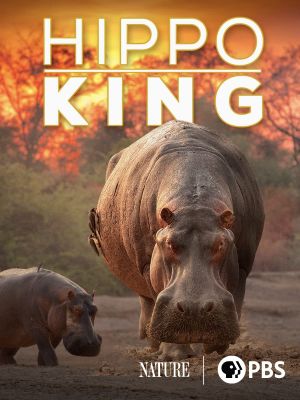 Hippo King's poster