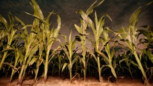Children of the Corn: Revelation's poster