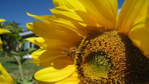 Queen of the Sun: What Are the Bees Telling Us?'s poster