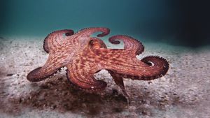 My Octopus Teacher's poster