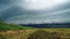 Tornado Season's poster