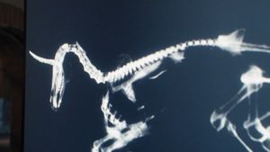 Death of a Unicorn's poster