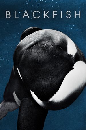 Blackfish's poster