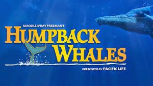 Humpback Whales's poster