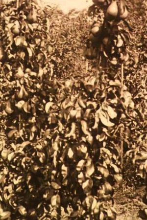 Fruit Harvest in the Netherlands's poster image