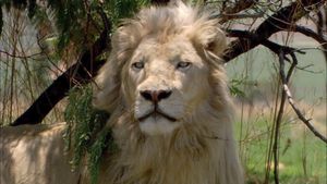 White Lion's poster