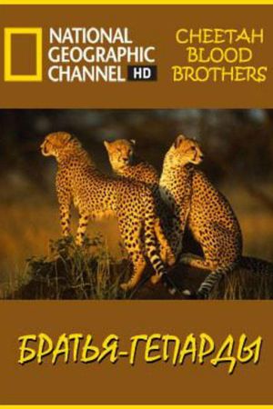 Cheetah Blood Brothers's poster