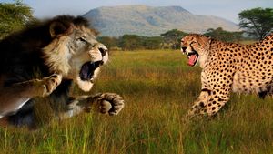 Cat Wars: Lion vs. Cheetah's poster