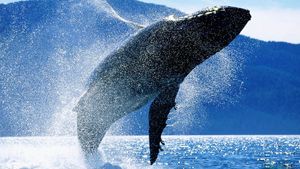 Whales: An Unforgettable Journey's poster