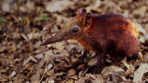 Rainforest Pixies: The Mysterious Rhynchocyon Shrew of Arabuko's poster