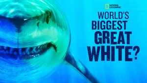 World's Biggest Great White?'s poster