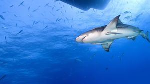 Saved from a Shark's poster
