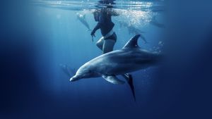 Saved from a Shark's poster