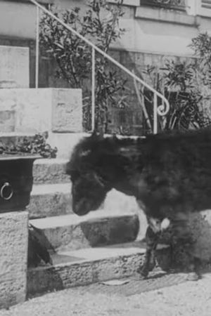 The Domestic Donkey's poster