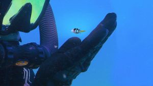 Puff: Wonders of the Reef's poster