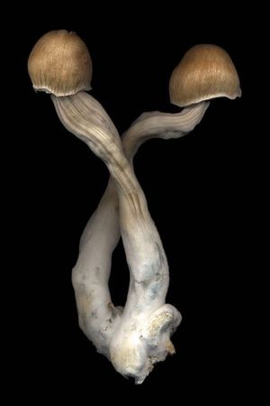 The Mushroom Archive's poster