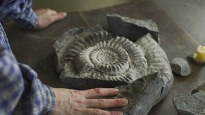 Ammonite's poster