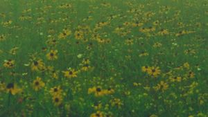 Mountain Wildflowers's poster