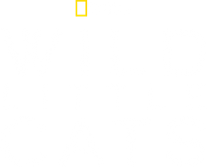 Wild Little Cats's poster