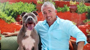 Cesar Millan: Love My Pit Bull's poster