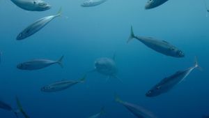 Sharkwater Extinction's poster