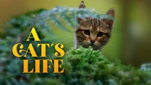 A Cat's Life's poster