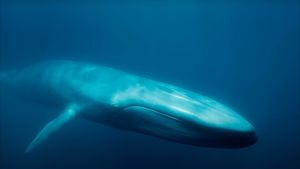 Blue Whales: Return of the Giants's poster