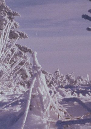 Roan Mountain Eulogy's poster