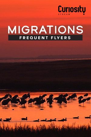 Migrations: Frequent Flyers's poster