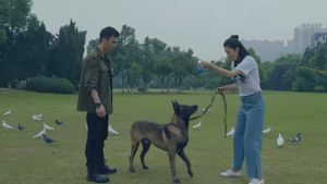 战狼犬's poster