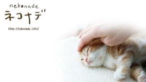 Cat Therapy: The Movie's poster