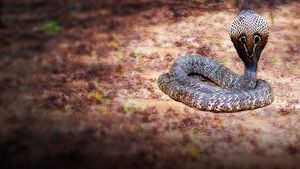 Secrets of the King Cobra's poster
