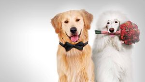 A Christmas Wedding Tail's poster