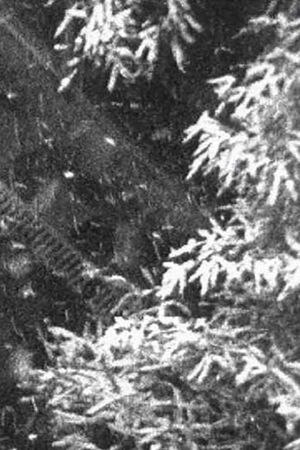 Schneefall's poster