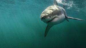 Return of the White Shark's poster