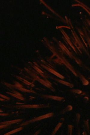 Sea Urchins's poster