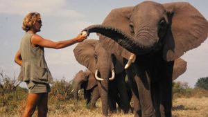 A Life Among Elephants's poster
