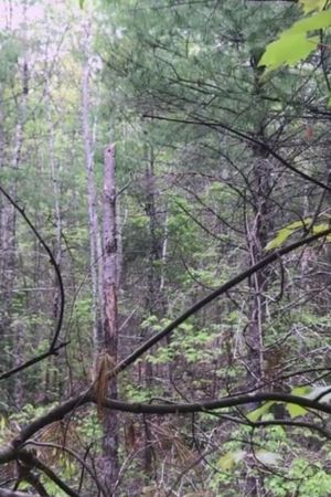 Millstone Woods May 2018's poster