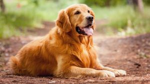 A Dog's Purpose's poster